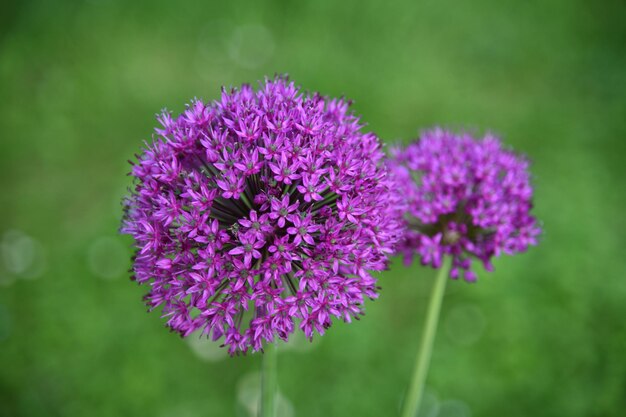 Foto prossimo piano di una pianta a fiore viola