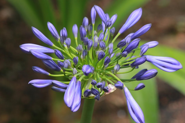 Foto prossimo piano di una pianta a fiore viola