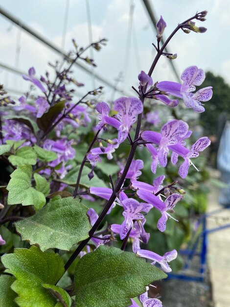 Close-up of purple flowering plant