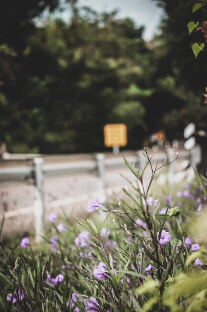 Foto prossimo piano di una pianta a fiore viola