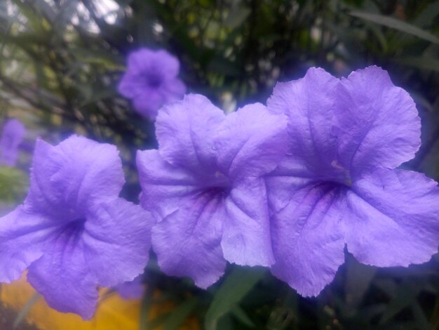 Close-up of purple flowering plant