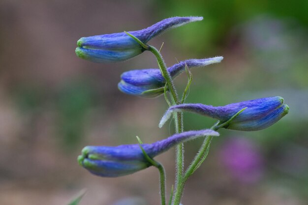 紫色の花の植物のクローズアップ