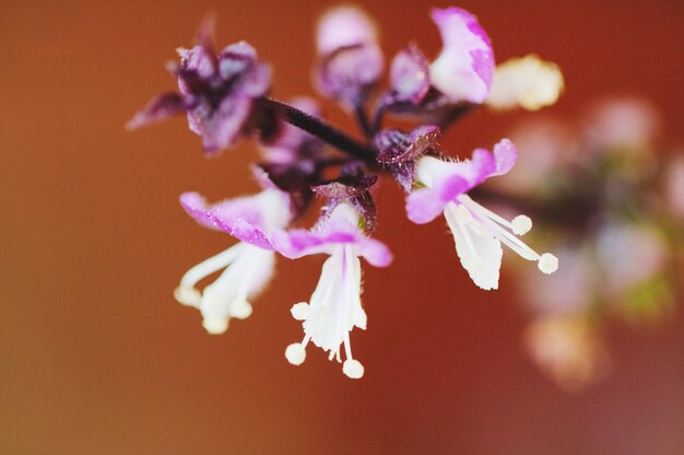 紫色の花の植物のクローズアップ