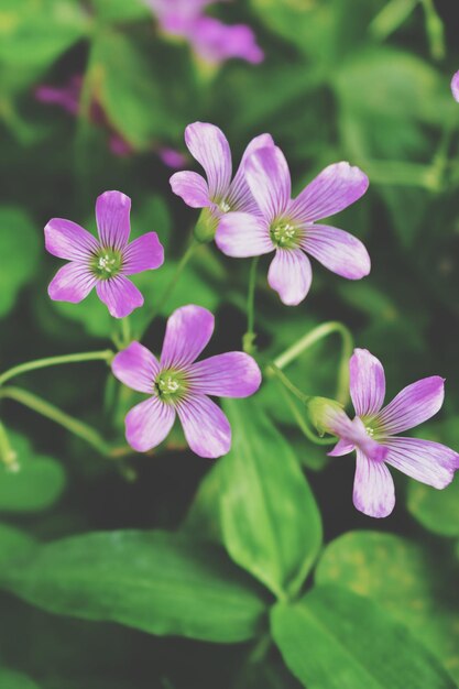 Close-up of purple flowering plant