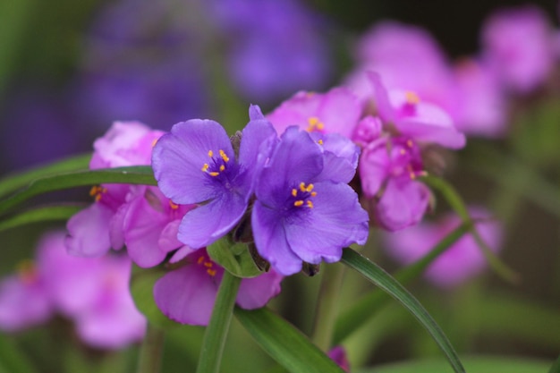 Close-up of purple flowering plant