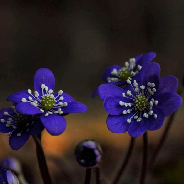 Photo close-up of purple flowering plant