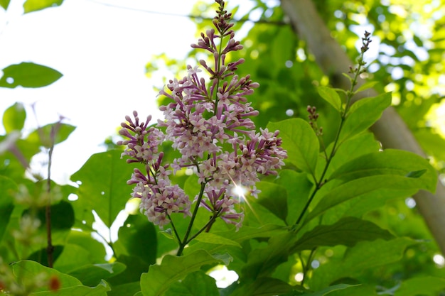 紫色の花の植物のクローズアップ