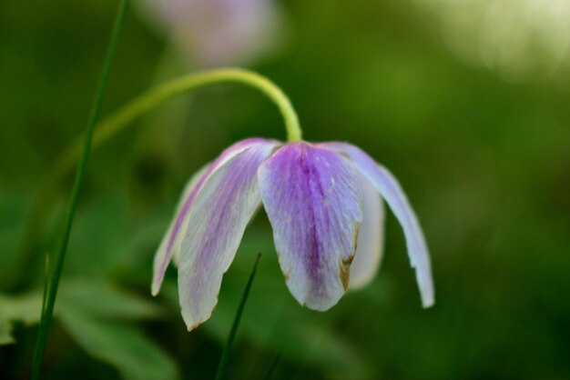 Close-up of purple flowering plant