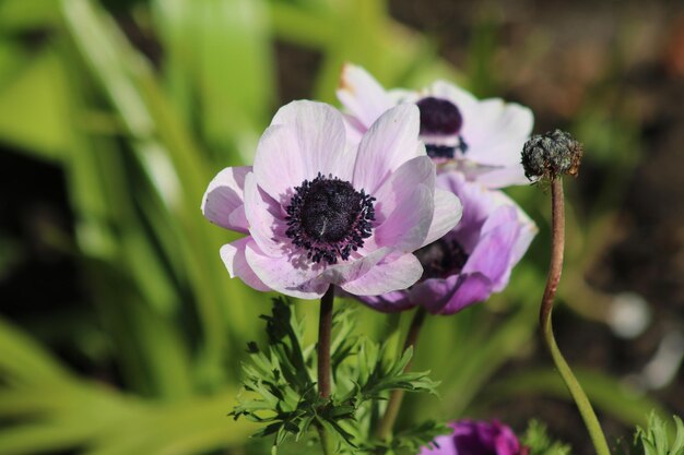 Foto prossimo piano di una pianta a fiori viola