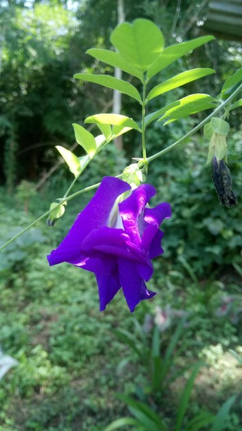 Close-up of purple flowering plant