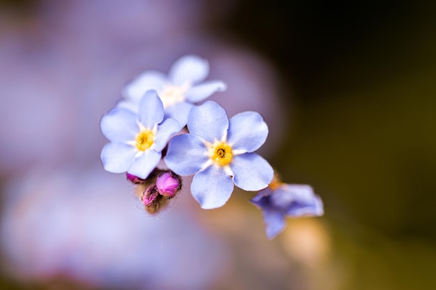 Close-up of purple flowering plant