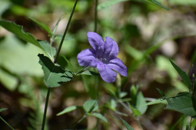 Close-up of purple flowering plant