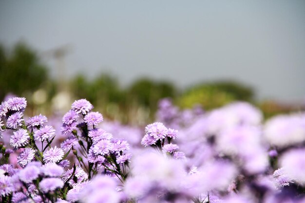 Close-up of purple flowering plant