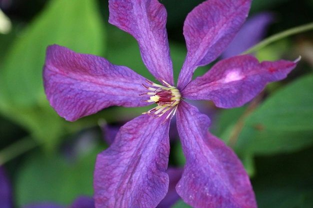 紫色の花の植物のクローズアップ