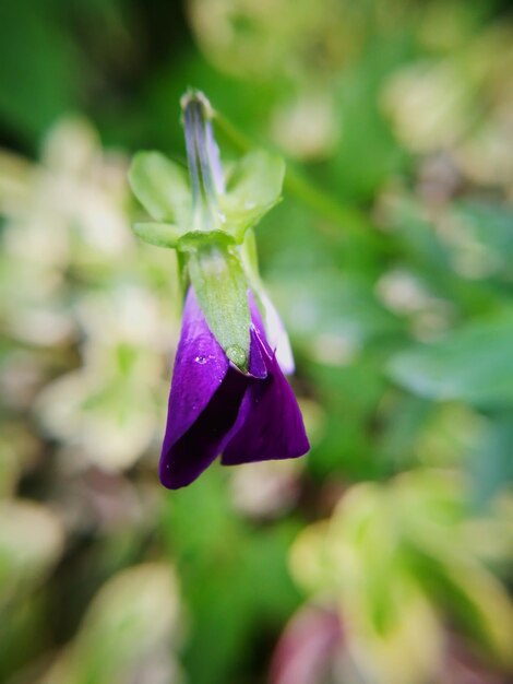 Close-up of purple flowering plant