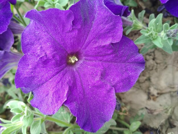 Close-up of purple flowering plant