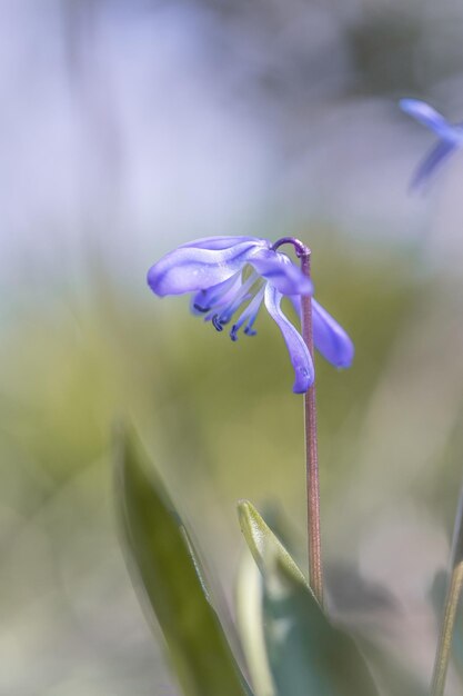 Close-up of purple flowering plant