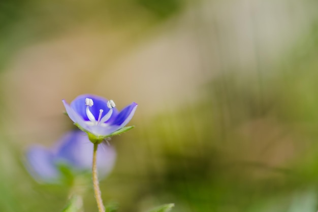 Close-up of purple flowering plant