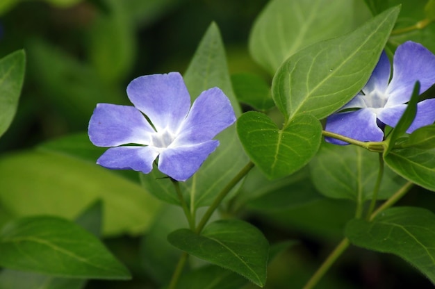 紫色の花の植物のクローズアップ