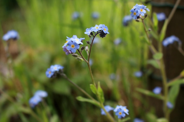 Photo close-up of purple flowering plant