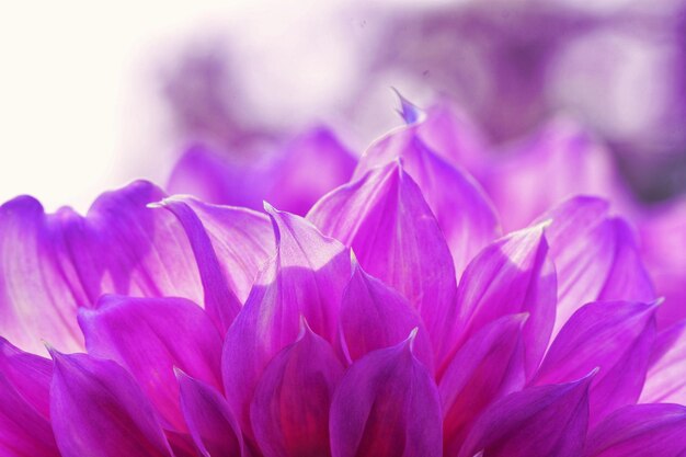 Close-up of purple flowering plant