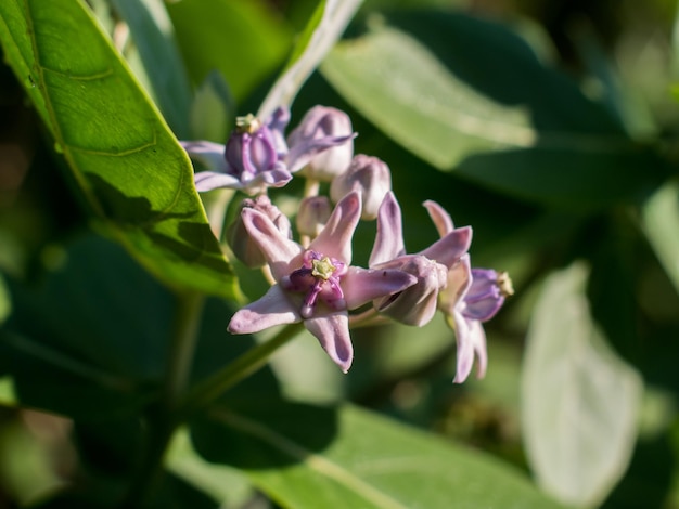 Close-up of purple flowering plant