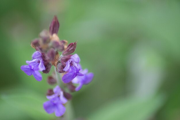 Foto prossimo piano di una pianta a fiori viola