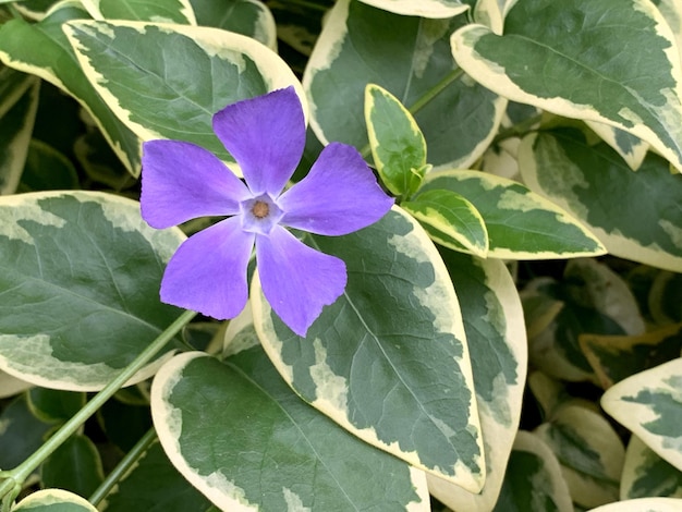 Foto primo piano della pianta da fiore viola