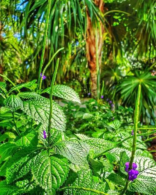 Foto prossimo piano di una pianta a fiore viola