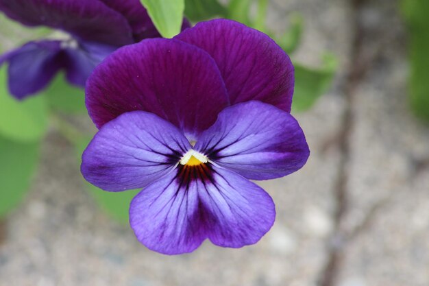 Foto prossimo piano di una pianta a fiore viola