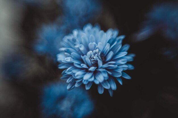 Foto prossimo piano di una pianta a fiori viola