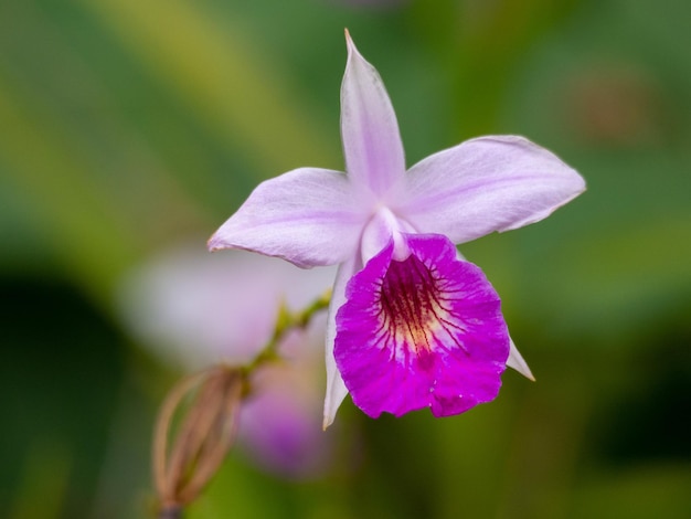 紫色の花の植物のクローズアップ