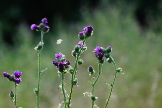 Close-up of purple flowering plant