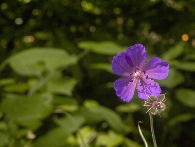 Foto prossimo piano di una pianta a fiori viola