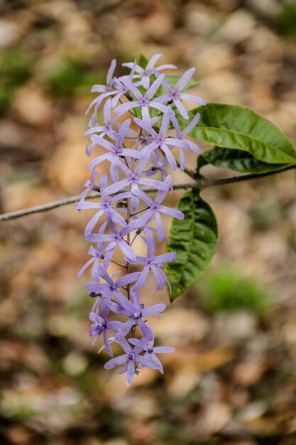 Photo close-up of purple flowering plant