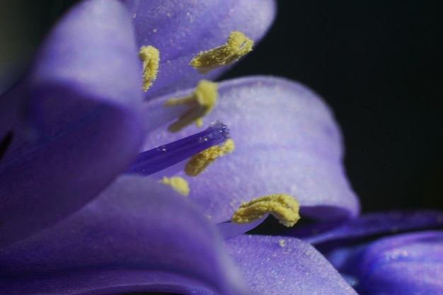 Foto prossimo piano di una pianta a fiore viola