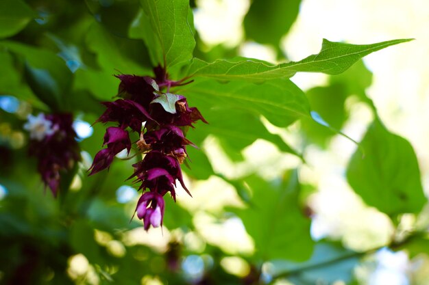 Close-up of purple flowering plant