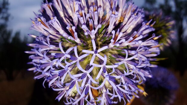 Foto prossimo piano di una pianta a fiori viola