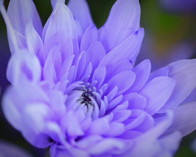 Close-up of purple flowering plant