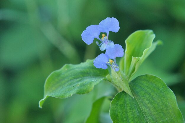 Close-up of purple flowering plant