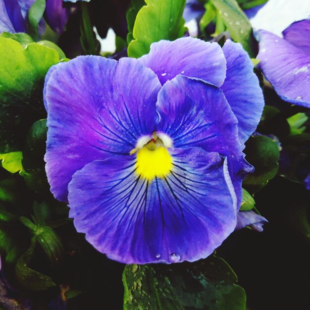 Close-up of purple flowering plant