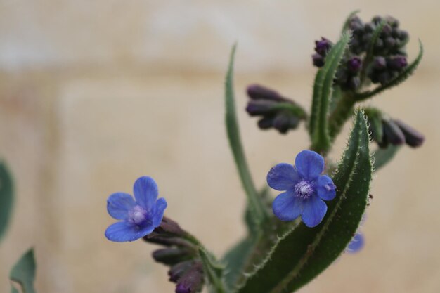 Foto prossimo piano di una pianta a fiore viola