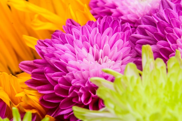 Foto prossimo piano di una pianta a fiori viola