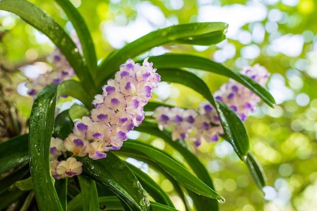 Close-up of purple flowering plant