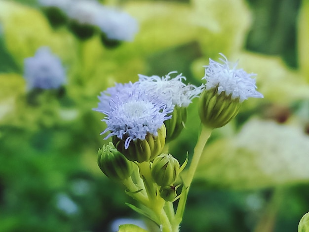 Photo close-up of purple flowering plant