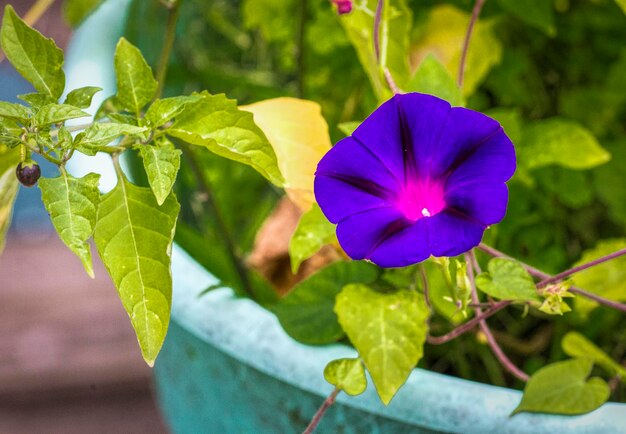 紫色の花の植物のクローズアップ