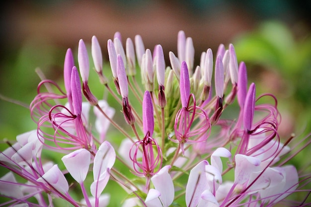 Foto prossimo piano di una pianta a fiori viola