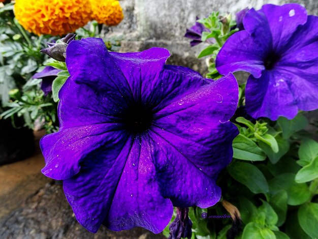 Close-up of purple flowering plant