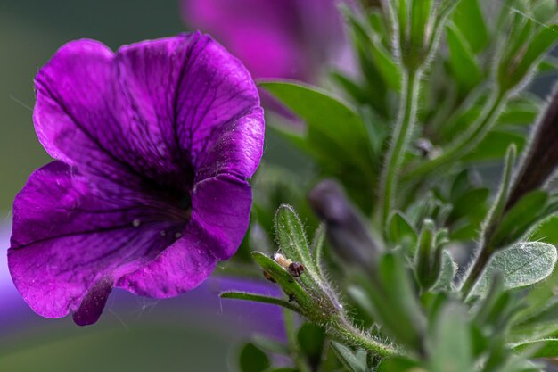 Close-up of purple flowering plant