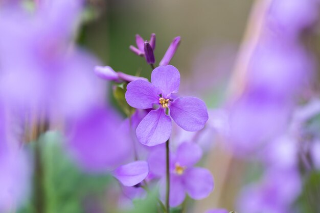 Close-up of purple flowering plant